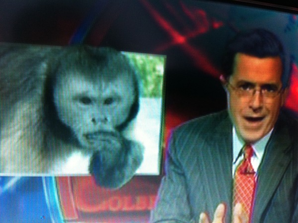 Colbert Monkey