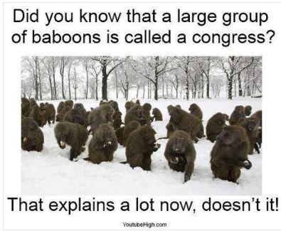 Monkey Congress