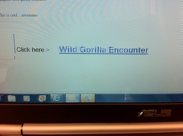 Wild Gorillas