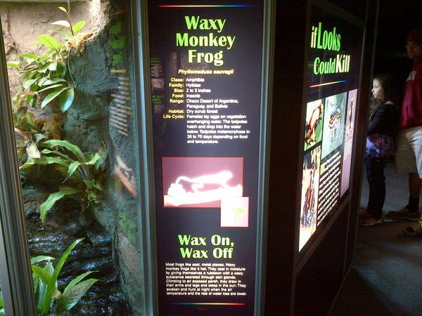 Waxy Monkey Frog